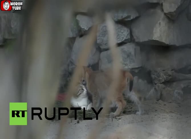 Video :A lynx baby is adopted by a cat